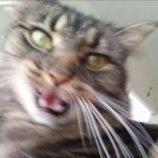 KittenCup