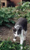 One of Rosalie's two cats that were exceptions to the Pet Policy