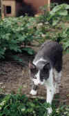One of Rosalie's two cats that were spared from the Pet Policy