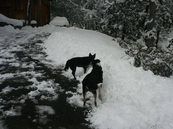 snow doggies
