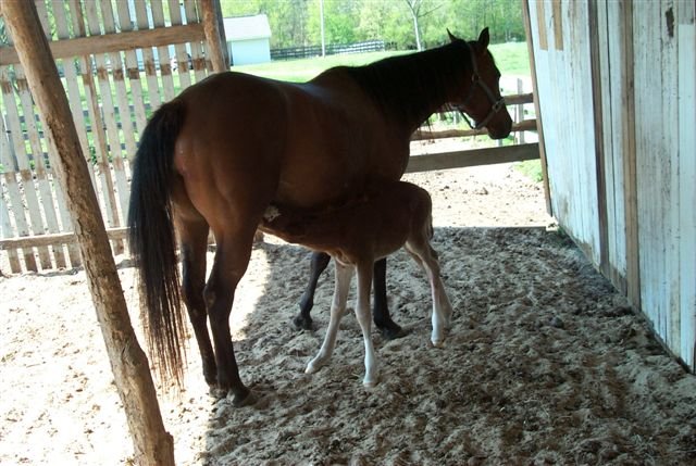 Rascal's Foal