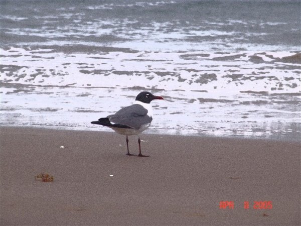 Grainy_Seagull_SouthPadre.jpg