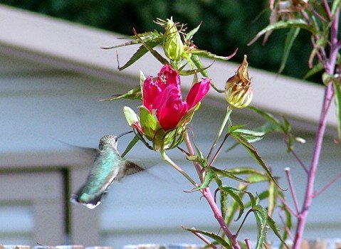 Humming_Bird_ Star_Hibiscus.jpg