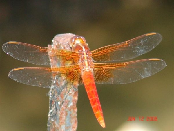 Orange U glad 2B a Dragon Fly.jpg