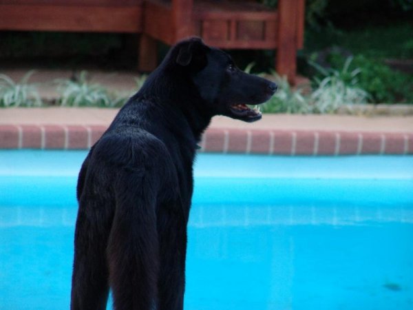 T Bone Poolside.JPG