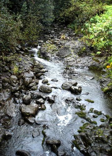 Babbling Brook