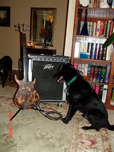 Listening to his master's bass