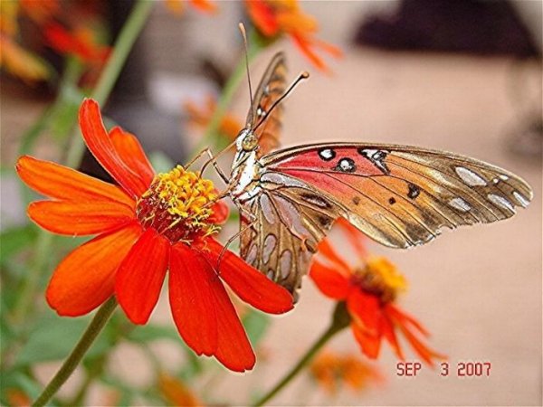 Madame Butterfly having a drink