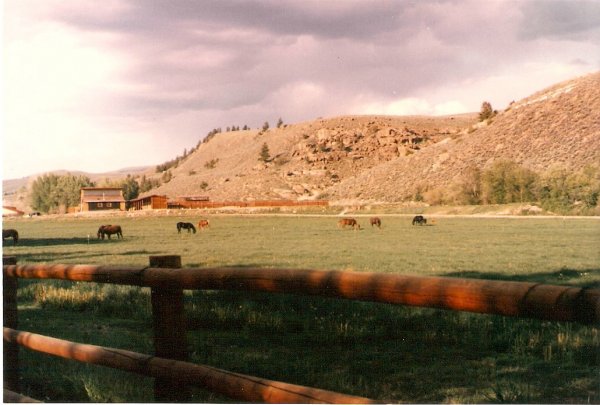 Gunnison Horses