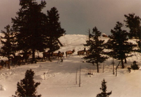 Gunnison Elk
