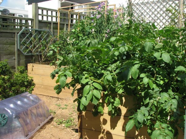 Veggie bed July '09