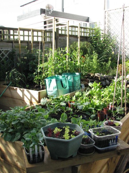 Veggie bed June '09