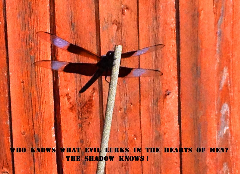 the shadow knows