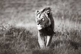 Lion walking looking for prey