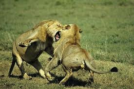 Lions fighting.png