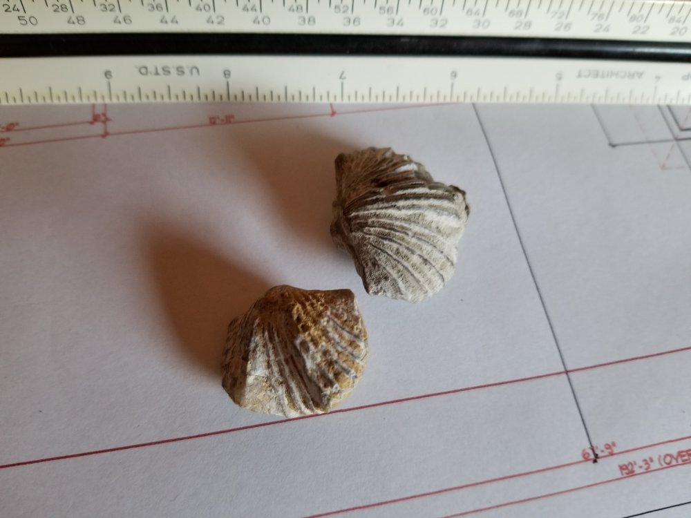 Brachiopods.jpg